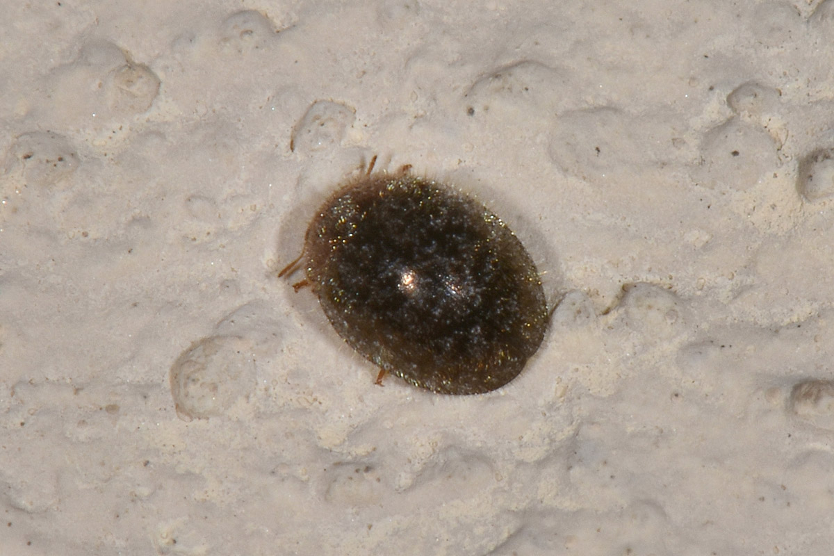 Coccinellidae: Rhyzobius lophanthae